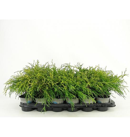 Chamaecyparis pisifera Sungold Ø9