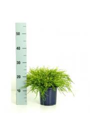 Chamaecyparis pisifera Sungold Ø15 20-30 cm