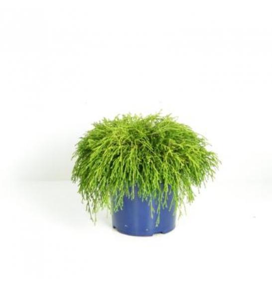 Chamaecyparis pisifera Sungold C5 Lit. 30-40 cm