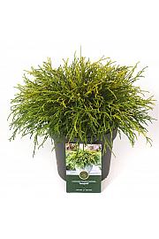 Chamaecyparis pisifera Sungold C2.5 Lit. 20-25 cm