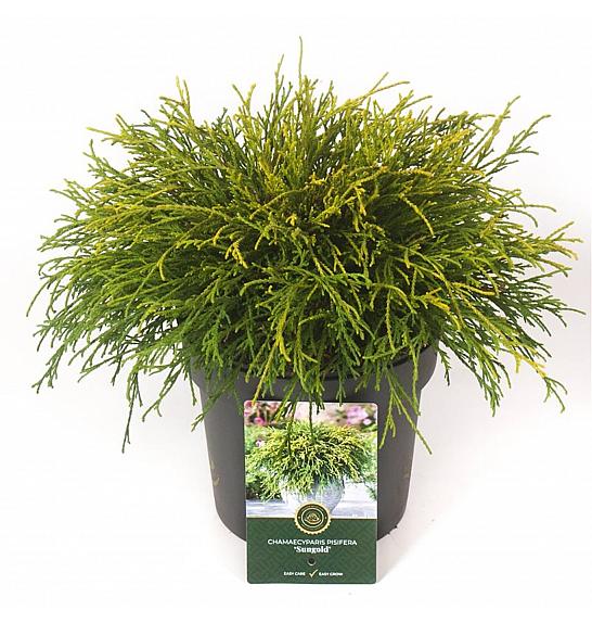 Chamaecyparis pisifera Sungold C2,5 Lit. 20-25 cm