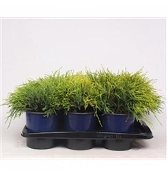 Chamaecyparis pisifera Sungold C2 Lit. 15-20 cm