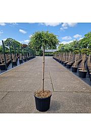 Chamaecyparis pisifera Sungold C11 Lit. Na steblu 75 cm