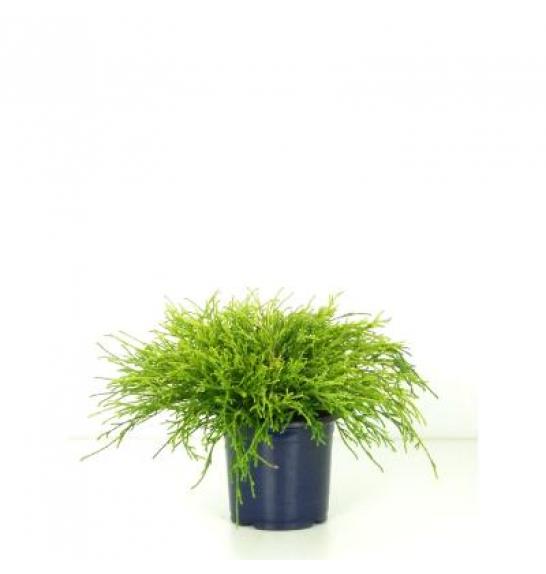 Chamaecyparis pisifera Sungold C1 Lit. 15-20 cm