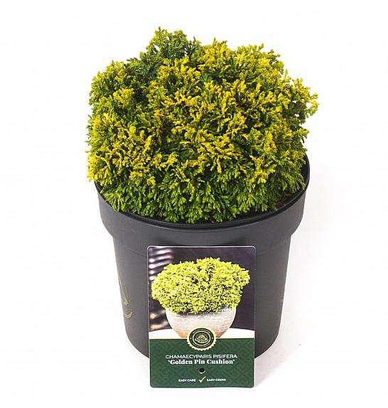 Chamaecyparis pisifera Golden Pin Cushion C2,5 Lit. 15-20 cm