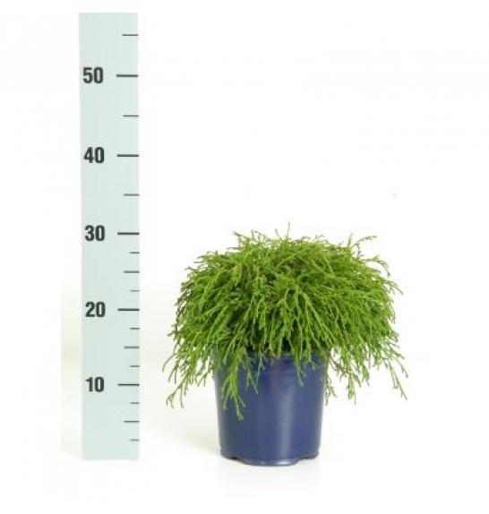 Chamaecyparis pisifera Filifera Nana C2 Lit. 15-20 cm