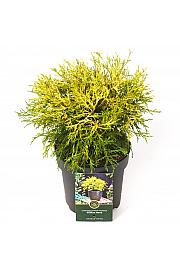 Chamaecyparis pisifera Filifera Aurea C2,5 lit. 20-25 cm