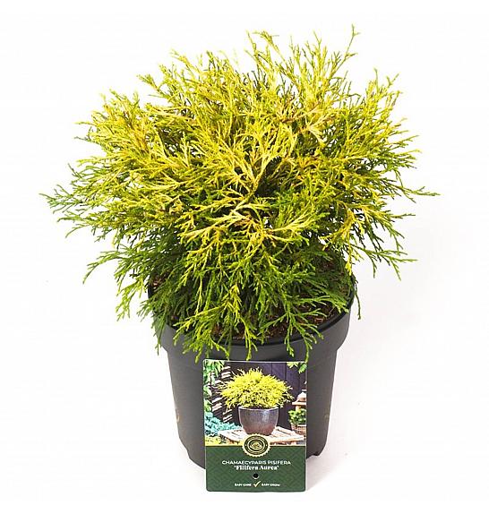 Chamaecyparis pisifera Filifera Aurea C2,5 Lit. 20-25 cm