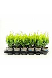 Chamaecyparis pisifera Boulevard Ø9