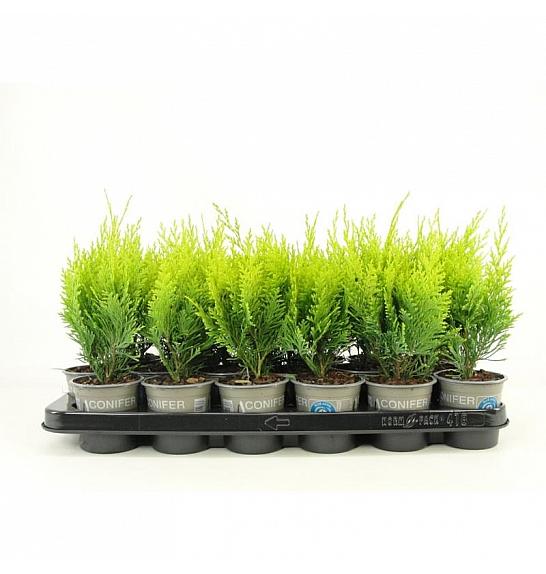 Chamaecyparis pisifera Boulevard Ø9