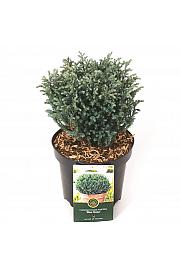 Chamaecyparis pisifera Blue Moon ᴾᴮᴿ C2,5 Lit. 20-25 cm