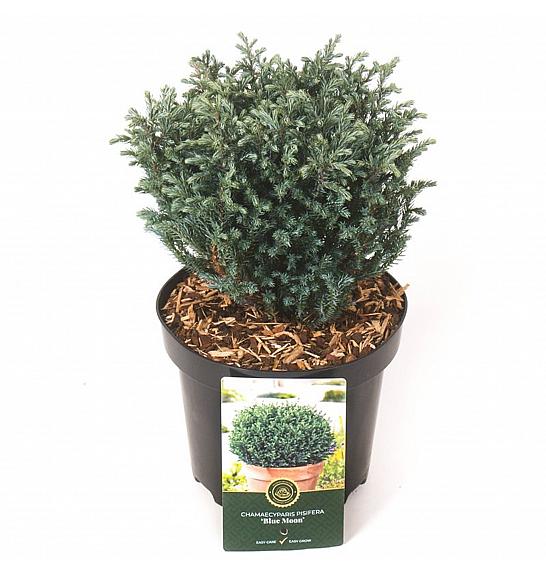 Chamaecyparis pisifera Blue Moon ᴾᴮᴿ C2,5 Lit. 20-25 cm