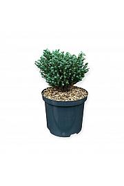 Chamaecyparis pisifera Blue Moon ᴾᴿ C2.5 Lit. 20-25 cm