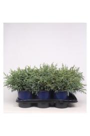 Chamaecyparis pisifera Baby Blue C2 Lit. 20-30 cm
