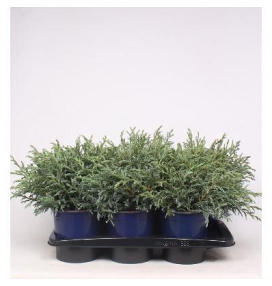 Chamaecyparis pisifera Baby Blue C2 Lit. 20-30 cm