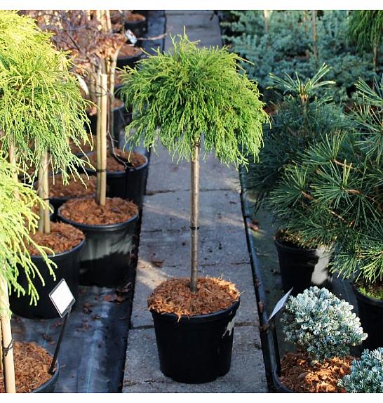 Chamaecyparis pisifera Sungold C8 Lit. Na steblu 40 cm
