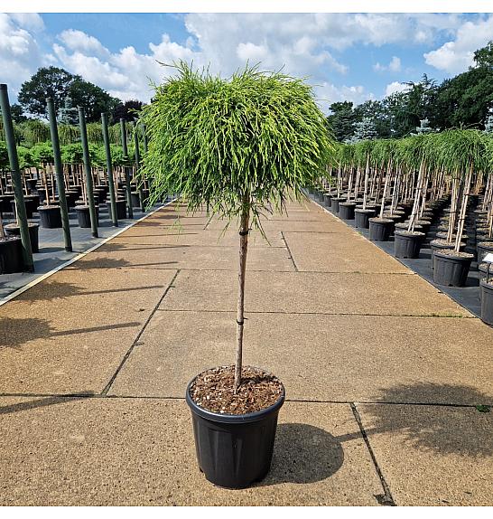Chamaecyparis pisifera Sungold C15 Lit. Krošnja 75 cm