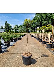 Chamaecyparis pisifera Sungold C15 Lit. Krošnja 75 cm