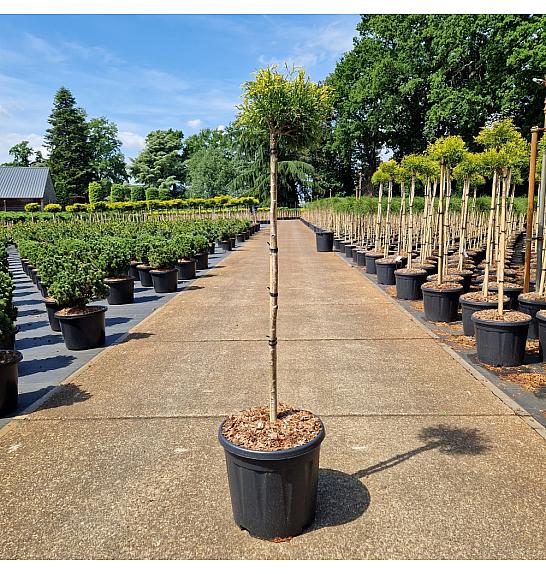Chamaecyparis pisifera Sungold C15 Lit. Krošnja 75 cm