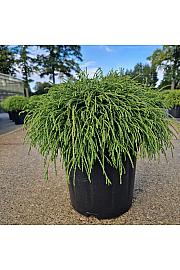 Chamaecyparis pisifera Filifera Nana C8 Lit. 30-35 cm