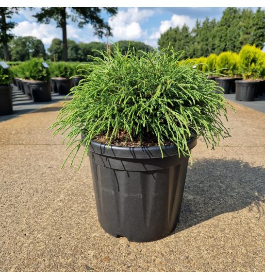 Chamaecyparis pisifera Filifera Nana C8 Lit. 30-35 cm
