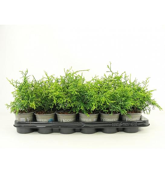 Chamaecyparis obtusa Tsatsumi Gold Ø9