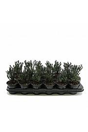Chamaecyparis obtusa Tsatsumi Gold Ø9