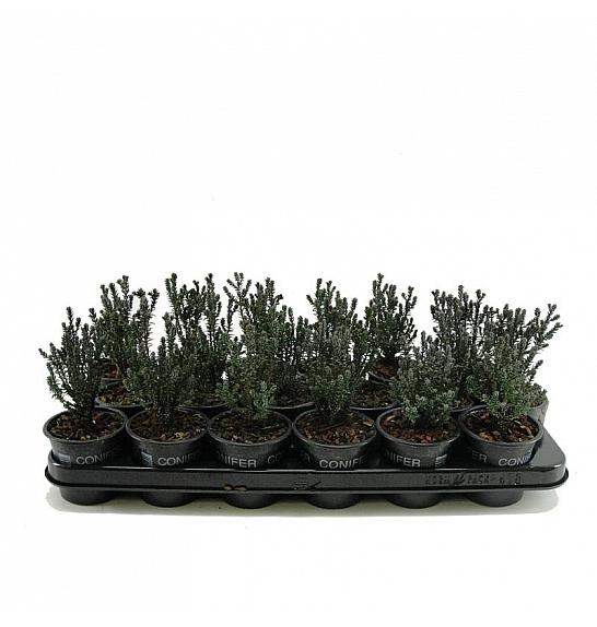 Chamaecyparis obtusa Tsatsumi Gold Ø9