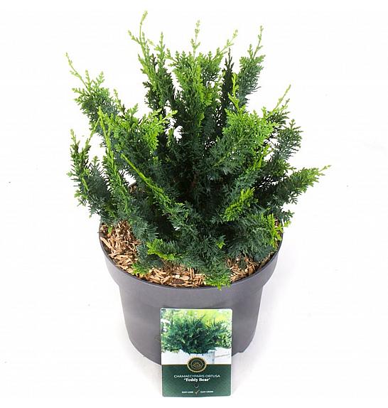 Chamaecyparis obtusa Teddy Bear C5 Lit. 30-40 cm