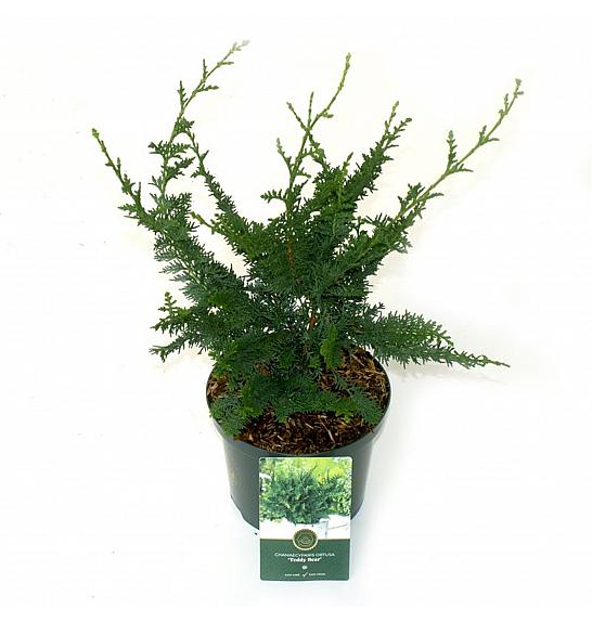 Chamaecyparis obtusa Teddy Bear C2,5 Lit. 25-30 cm