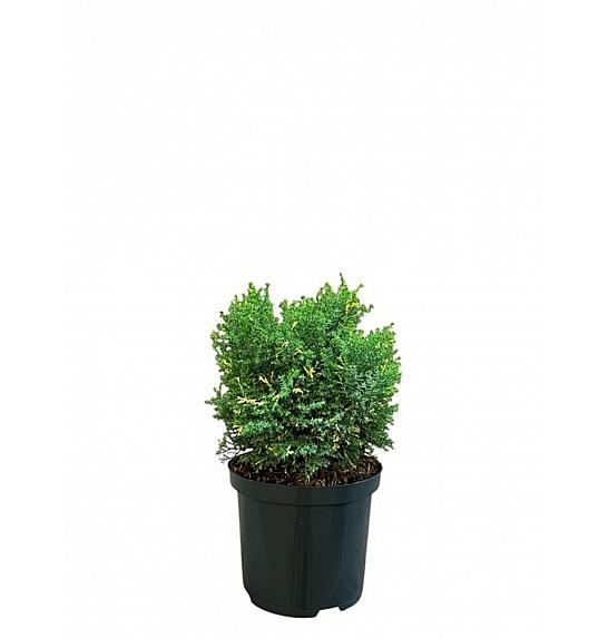 Chamaecyparis obtusa Saffron Spray C2,5 Lit. 20-25 cm