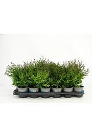 Chamaecyparis obtusa Pygmaea Ø9