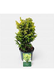 Chamaecyparis obtusa Meroki Twin C2,5 Lit. 20-25 cm