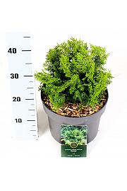 Chamaecyparis obtusa Melody C2,5 Lit. 20-25 cm