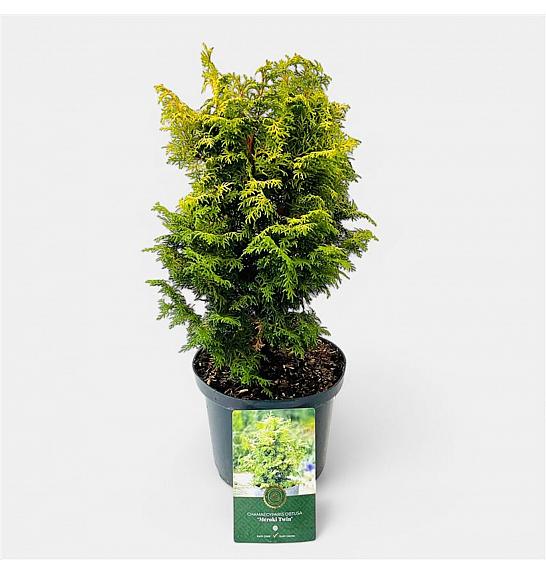 Chamaecyparis obtusa Melody C2,5 Lit. 20-25 cm