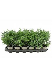 Chamaecyparis obtusa Lycopodioides Ø9