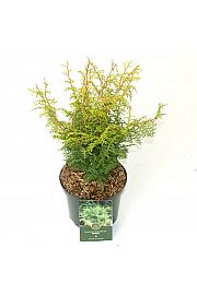 Chamaecyparis obtusa Lucas ᴾᴿ C2.5 Lit. 25-30 cm