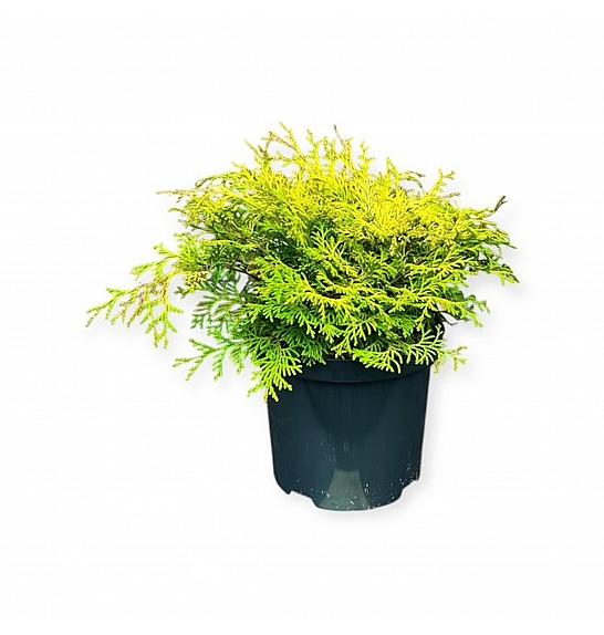 KESSEL-SEUREN Chamaecyparis obtusa Kamarachiba