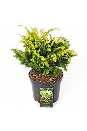 Chamaecyparis obtusa Fernspray Gold C5 Lit. 30-40 cm