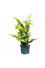 Chamaecyparis obtusa Fernspray Gold C5 Lit. 30-40 cm