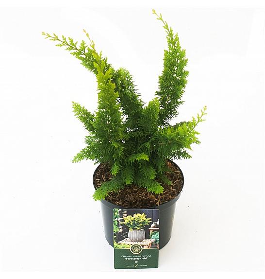 Chamaecyparis obtusa Fernspray Gold C2,5 Lit. 20-25 cm