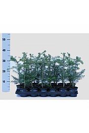 Chamaecyparis obtusa Drath Ø9