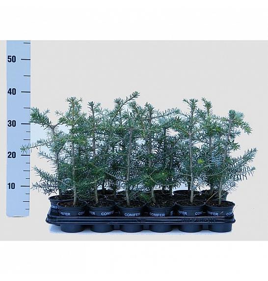 Chamaecyparis obtusa Drath Ø9