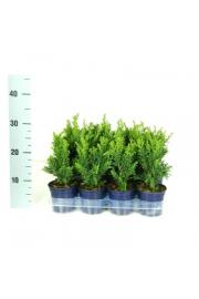 Chamaecyparis obtusa Draht Ø11 10-15 cm