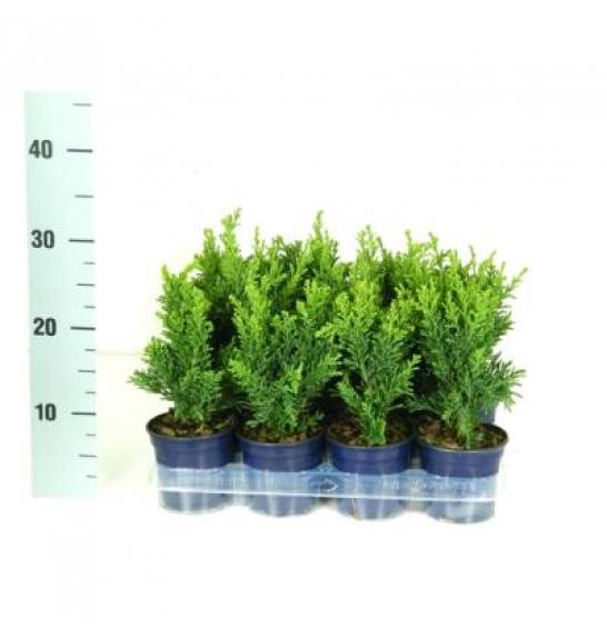 Chamaecyparis obtusa Draht Ø11 10-15 cm