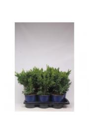 Chamaecyparis obtusa Draht C2 Lit. 30-40 cm