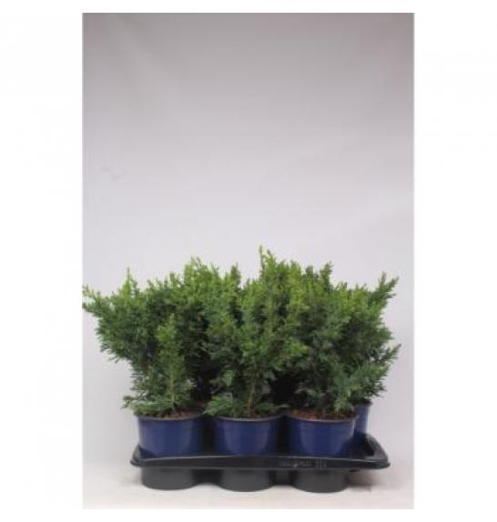 Chamaecyparis obtusa Draht C2 Lit. 30-40 cm