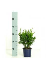 Chamaecyparis obtusa Draht C1 Lit. 15-20 cm