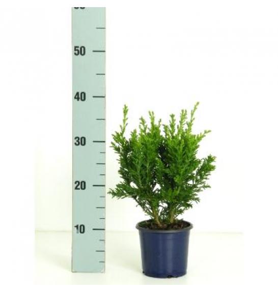 Chamaecyparis obtusa Draht C1 Lit. 15-20 cm