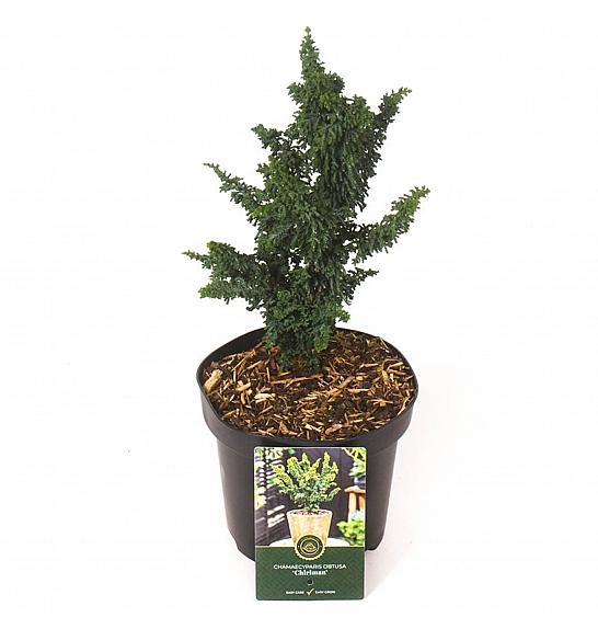 Chamaecyparis obtusa Chiriman C2,5 Lit. 20-25 cm